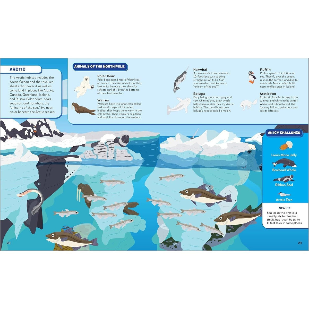 Search the Ocean, Find the Animals