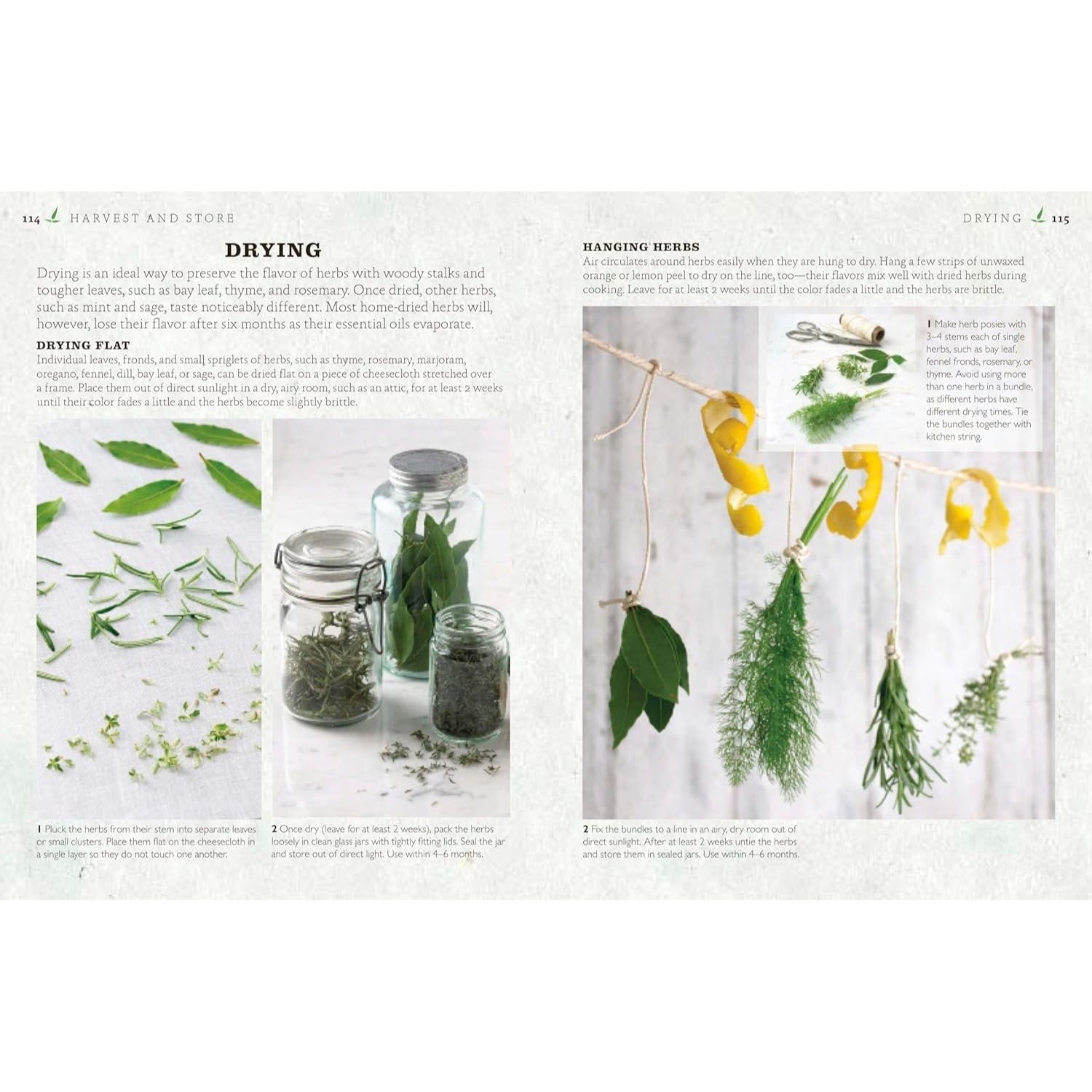 The Cook's Herb Garden: Grow, Harvest, Cook (Spiral Bound)