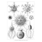 Art Forms in Nature (Revised)