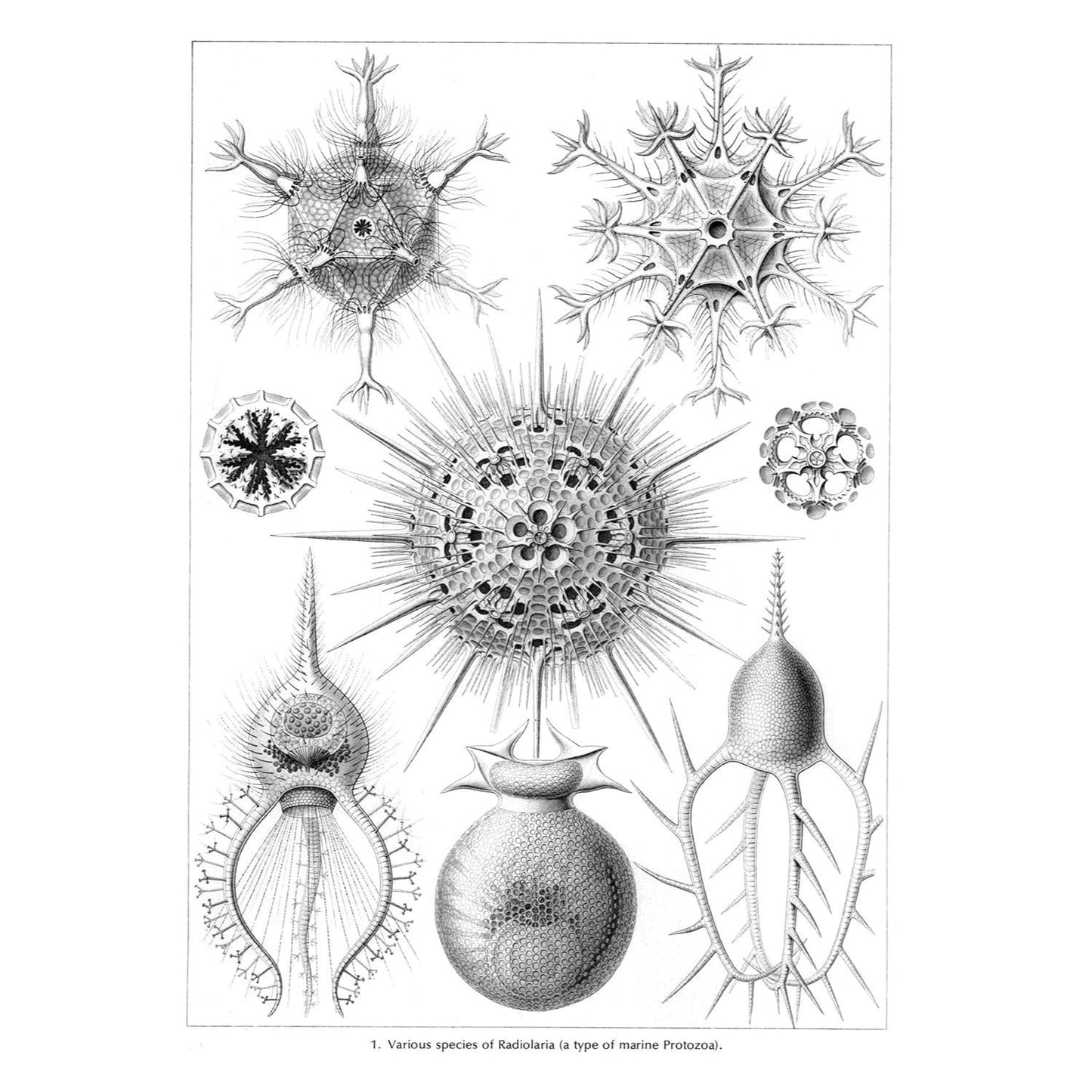Art Forms in Nature (Revised)