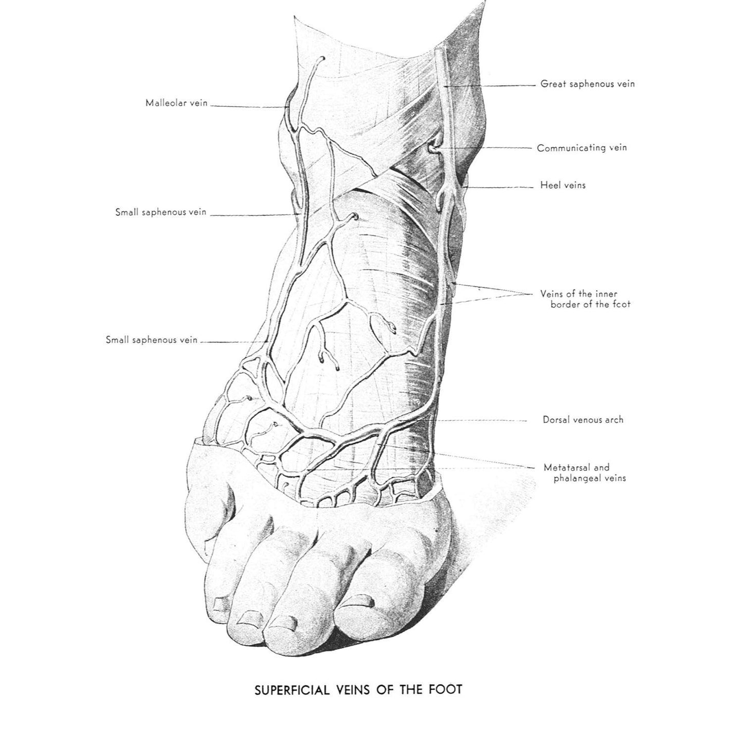 An Atlas of Anatomy for Artists: 189 Plates: Enlarged Revised Edition with 85 New Plates from Leonardo, Rubens, Michelangelo, Muybridge, Vesalius, Et Al.