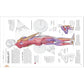 Science of Strength Training: Understand the Anatomy and Physiology to Transform Your Body (Spiral Bound)