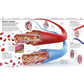 Knowledge Encyclopedia Human Body!