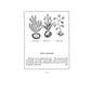An Aztec Herbal: The Classic Codex of 1552