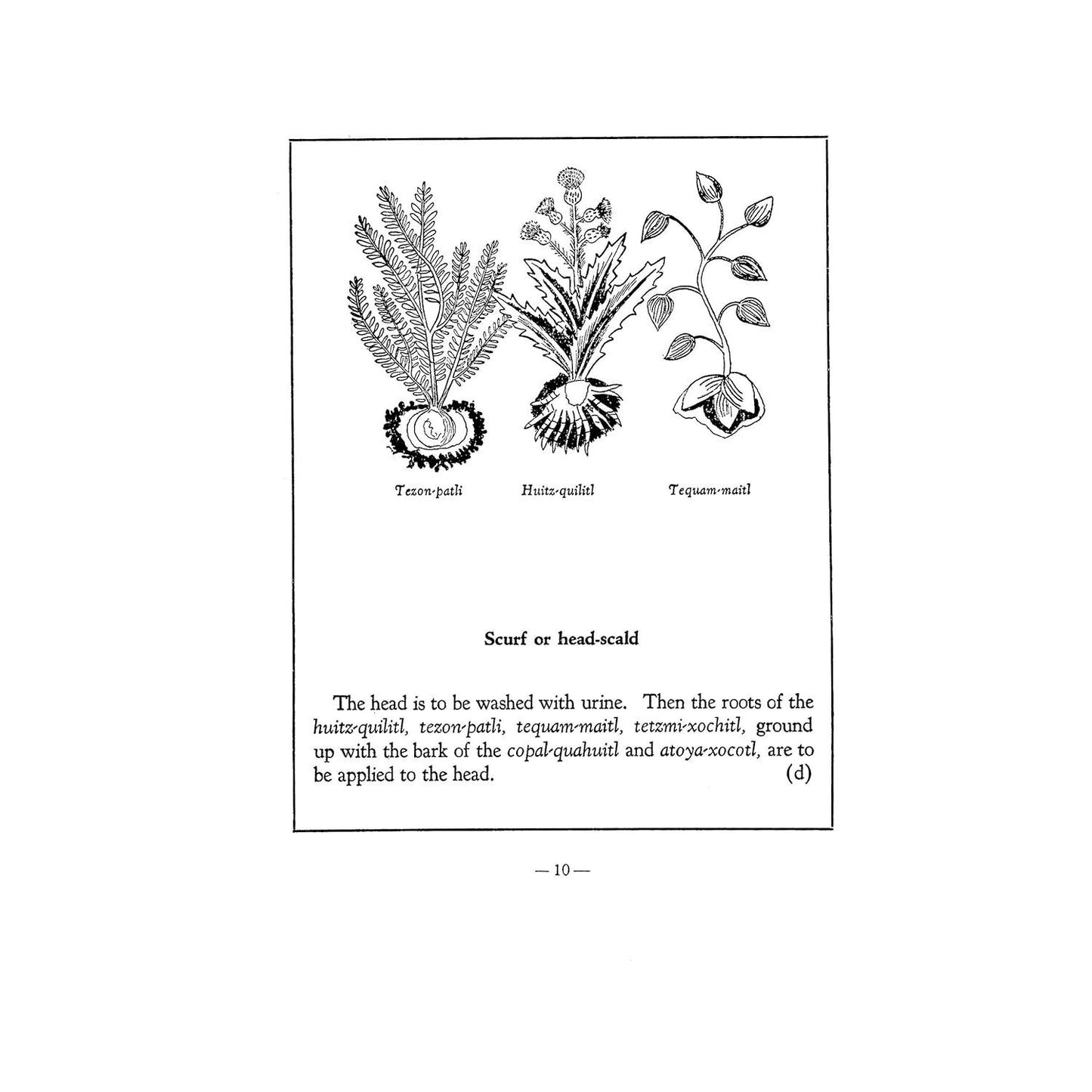 An Aztec Herbal: The Classic Codex of 1552