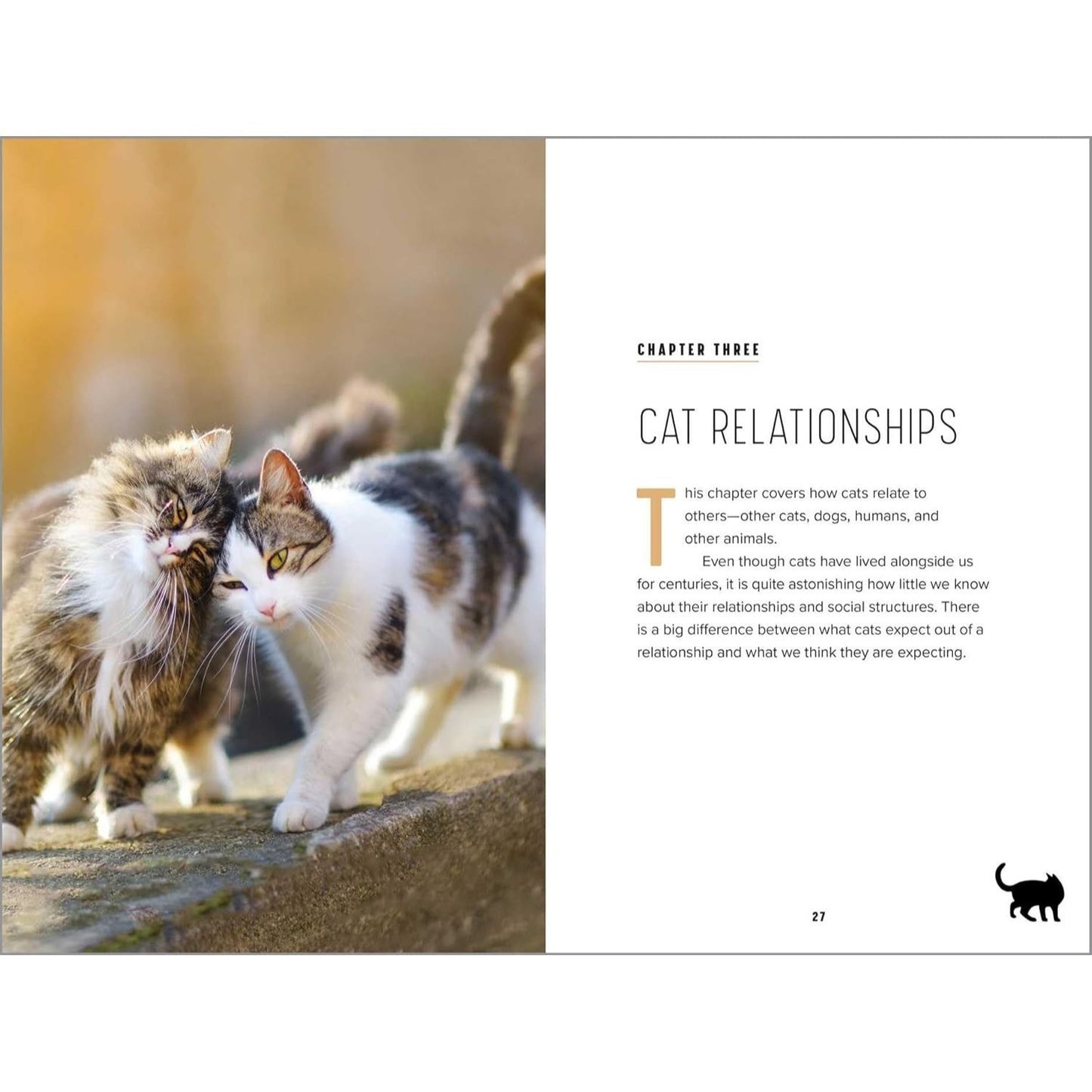 Understanding Cat Behavior: A Compassionate Guide to Training and Communication