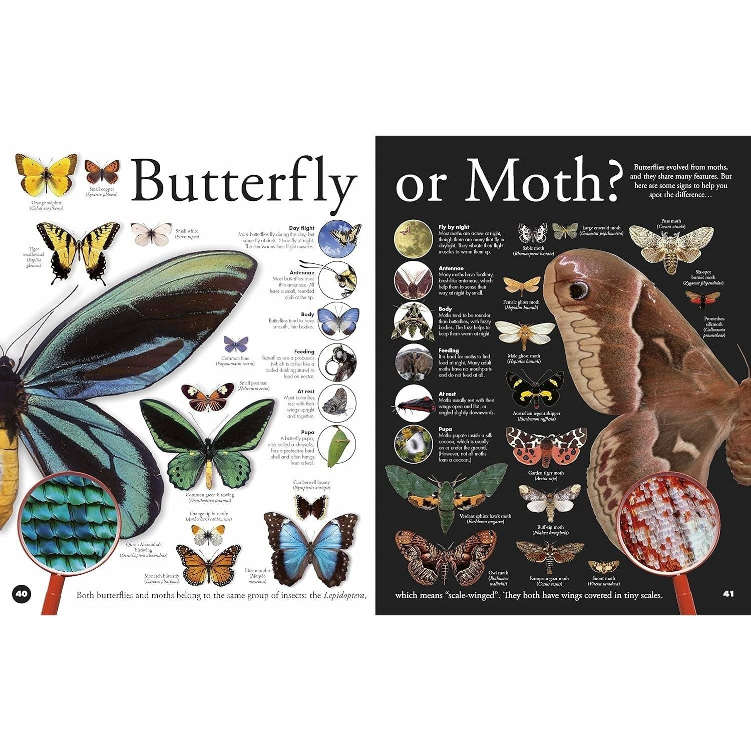 Everything You Need to Know about Bugs (Everything You Need to Know) (Spiral Bound)