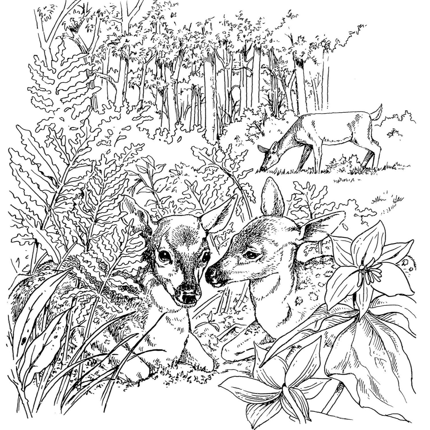 A Walk in the Woods Coloring Book