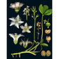 100 Plants That Heal: The Illustrated Herbarium of Medicinal Plants