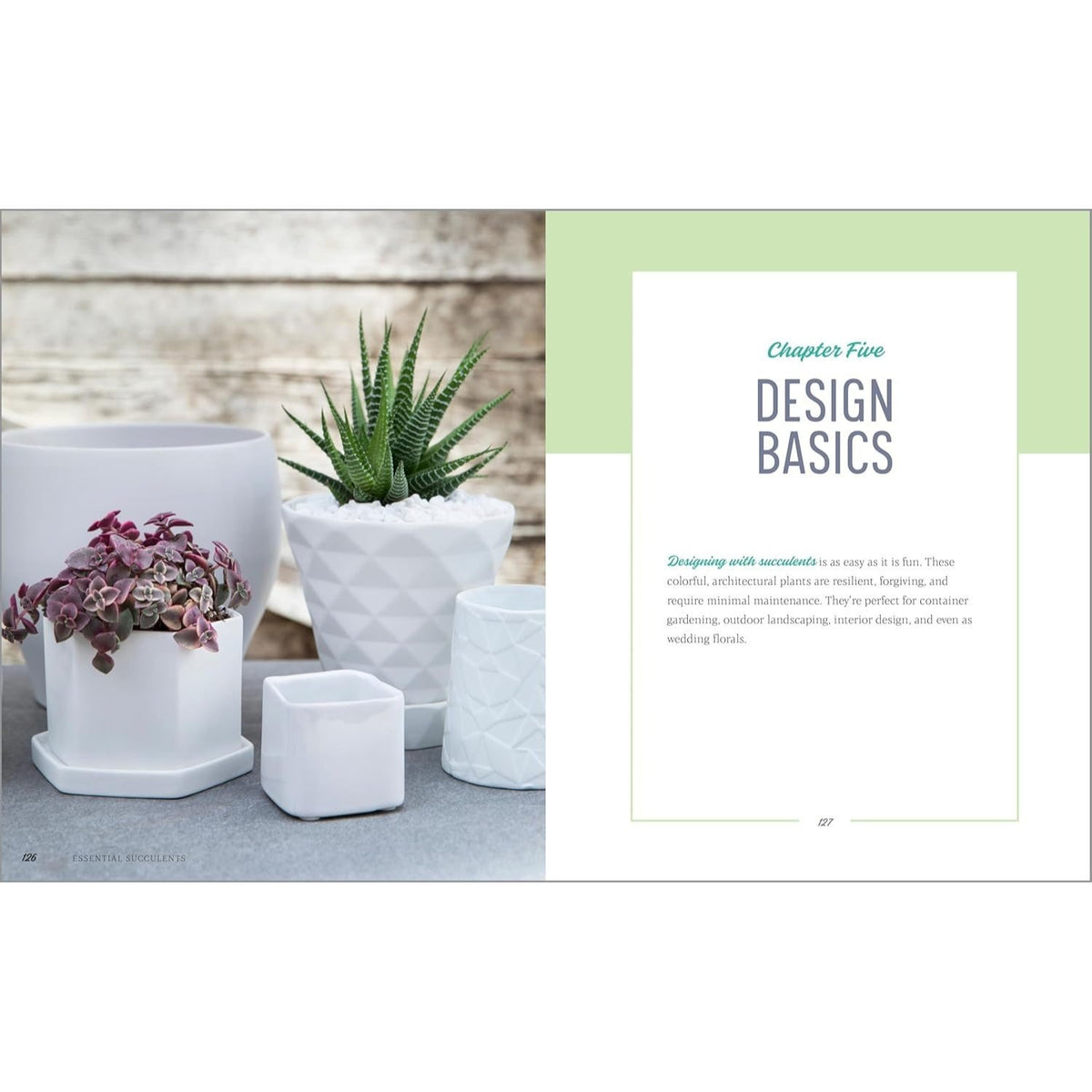 Essential Succulents: The Beginner's Guide