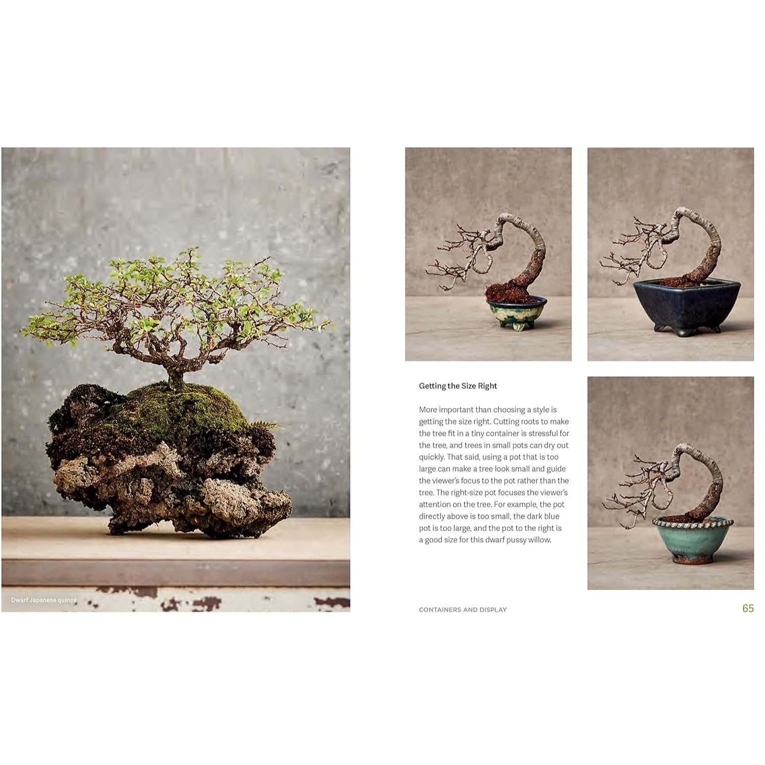 The Little Book of Bonsai: An Easy Guide to Caring for Your Bonsai Tree