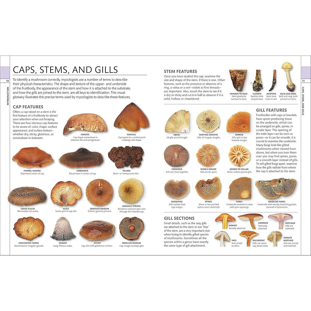 Mushrooms: How to Identify and Gather Wild Mushrooms and Other Fungi (Spiral Bound)