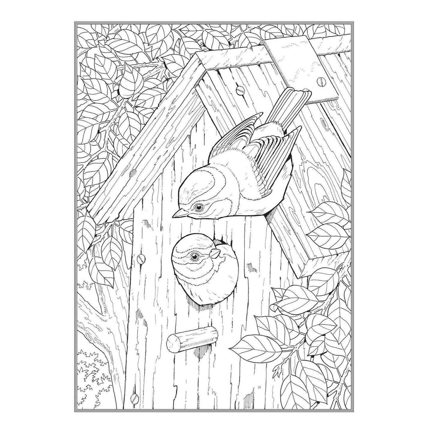 Creative Haven Glorious Songbirds Coloring Book