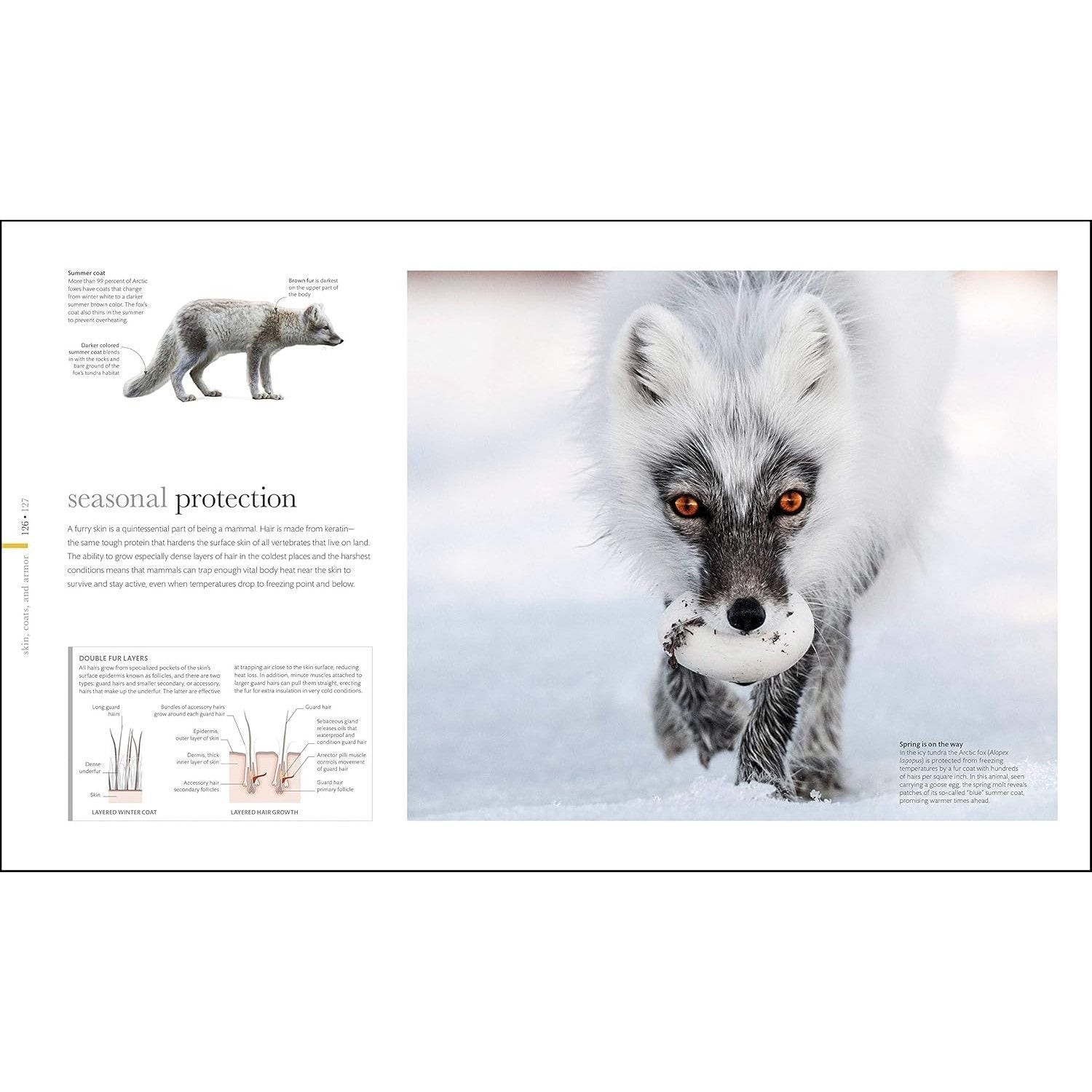 Zoology: Inside the Secret World of Animals (DK Secret World Encyclopedias) (Spiral Bound)