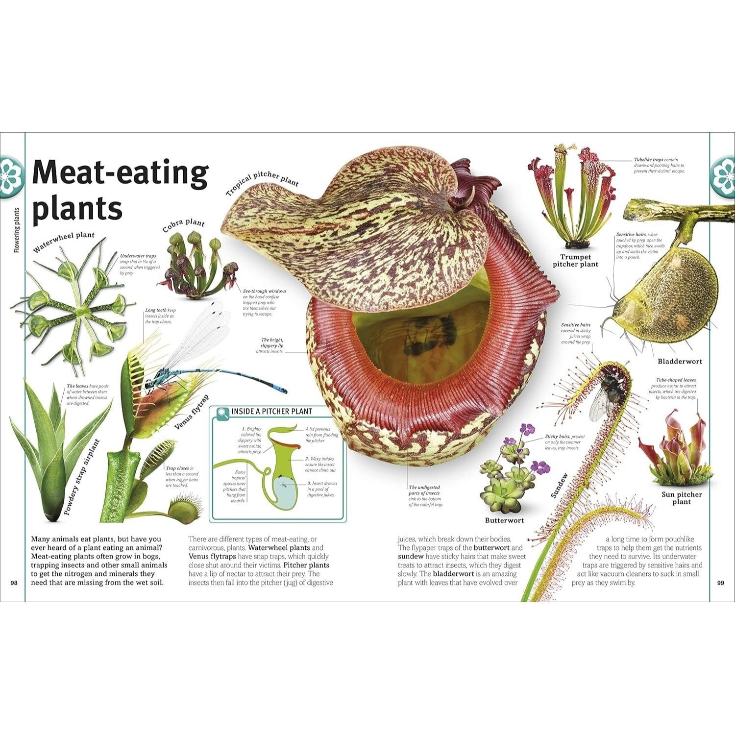 Trees, Leaves, Flowers and Seeds: A Visual Encyclopedia of the Plant Kingdom (DK Our World in Pictures) (Spiral Bound)