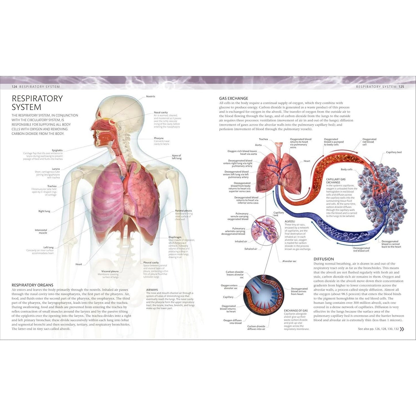The Human Body Coloring Book: The Ultimate Anatomy Study Guide, Second Edition (DK Human Body Guides)