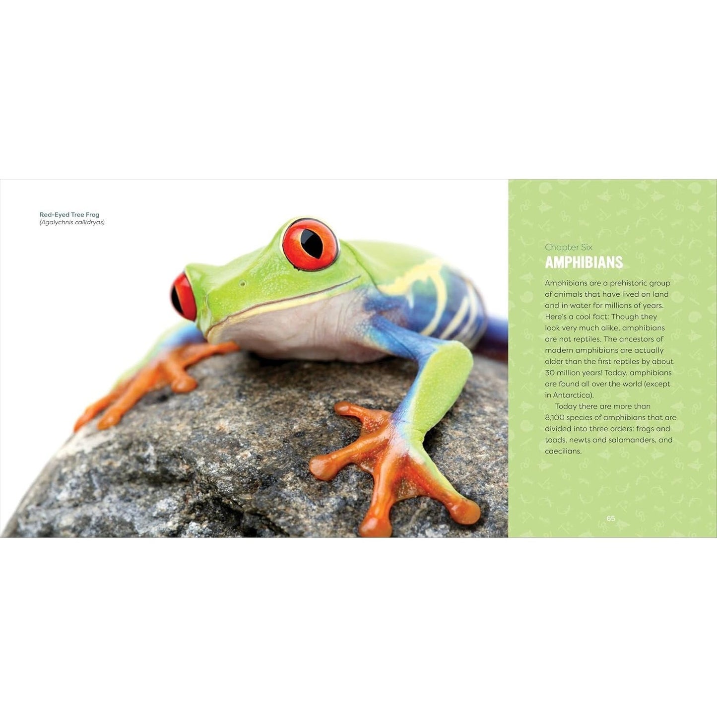 Reptiles for Kids: A Junior Scientist's Guide to Lizards, Amphibians, and Cold-Blooded Creatures