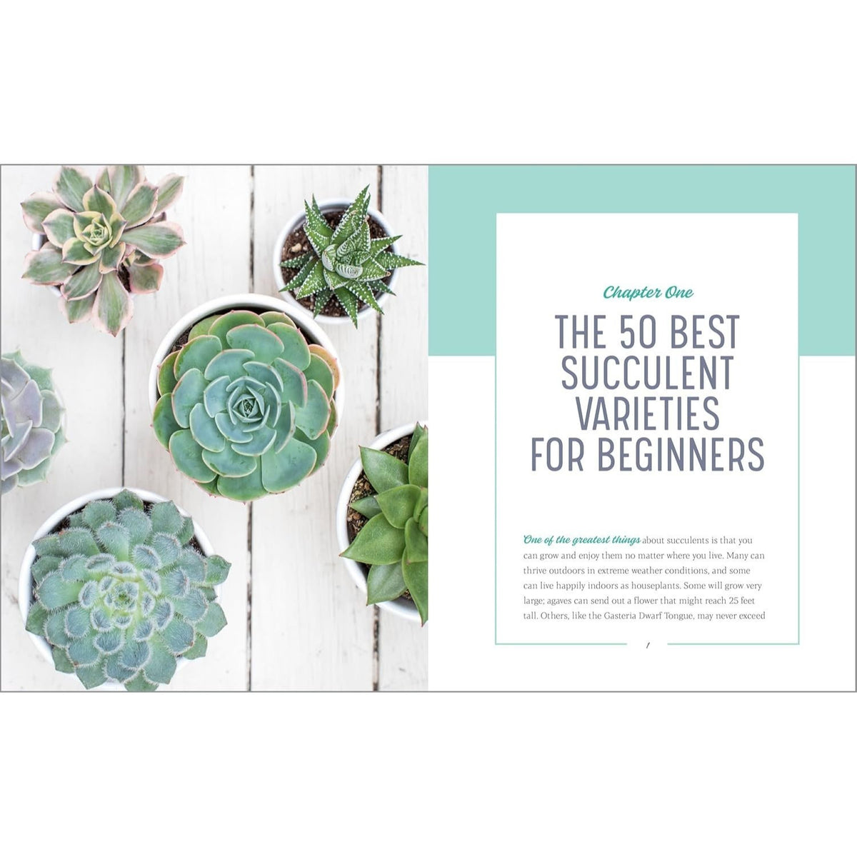 Essential Succulents: The Beginner's Guide
