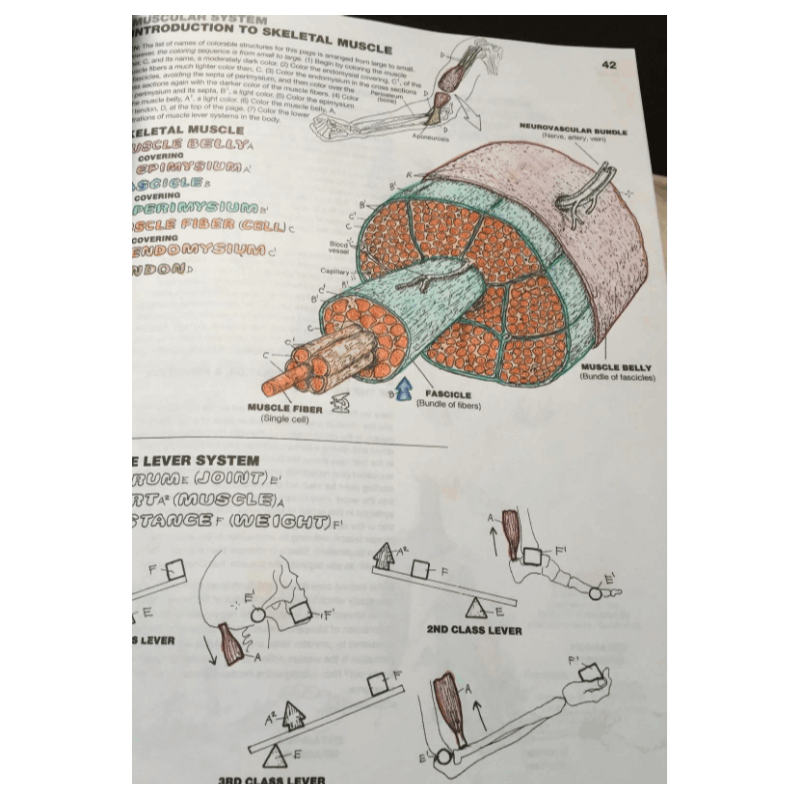The Anatomy Coloring Book