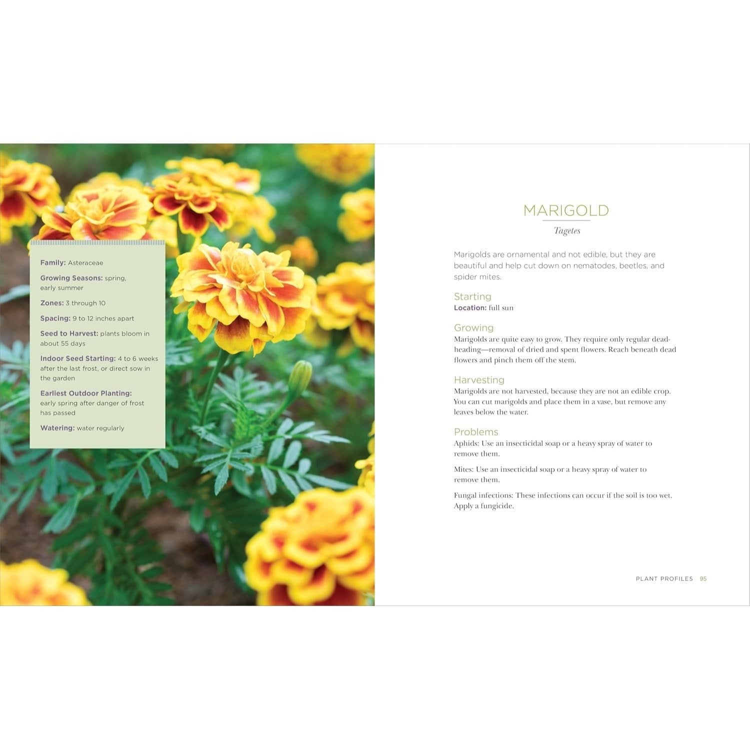 Raised-Bed Gardening for Beginners: Everything You Need to Know to Start and Sustain a Thriving Garden (Spiral Bound)
