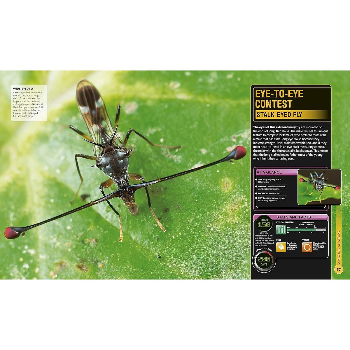 Super Bug Encyclopedia: The Biggest, Fastest, Deadliest Creepy-Crawlers on the Planet (DK Super Nature Encyclopedias) (Spiral Bound)