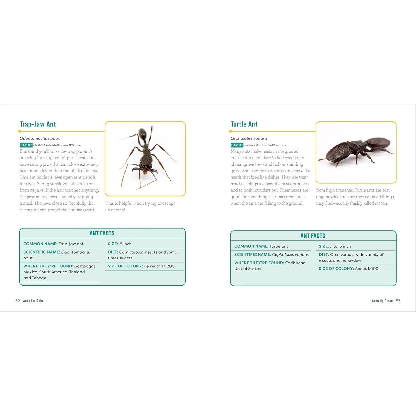 Ants for Kids: A Junior Scientist's Guide to Queens, Drones, and the Hidden World of Ants (Junior Scientists)