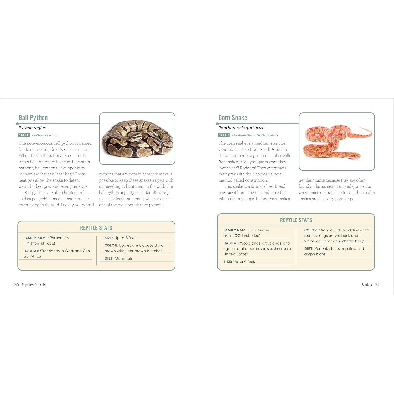 Reptiles for Kids: A Junior Scientist's Guide to Lizards, Amphibians, and Cold-Blooded Creatures