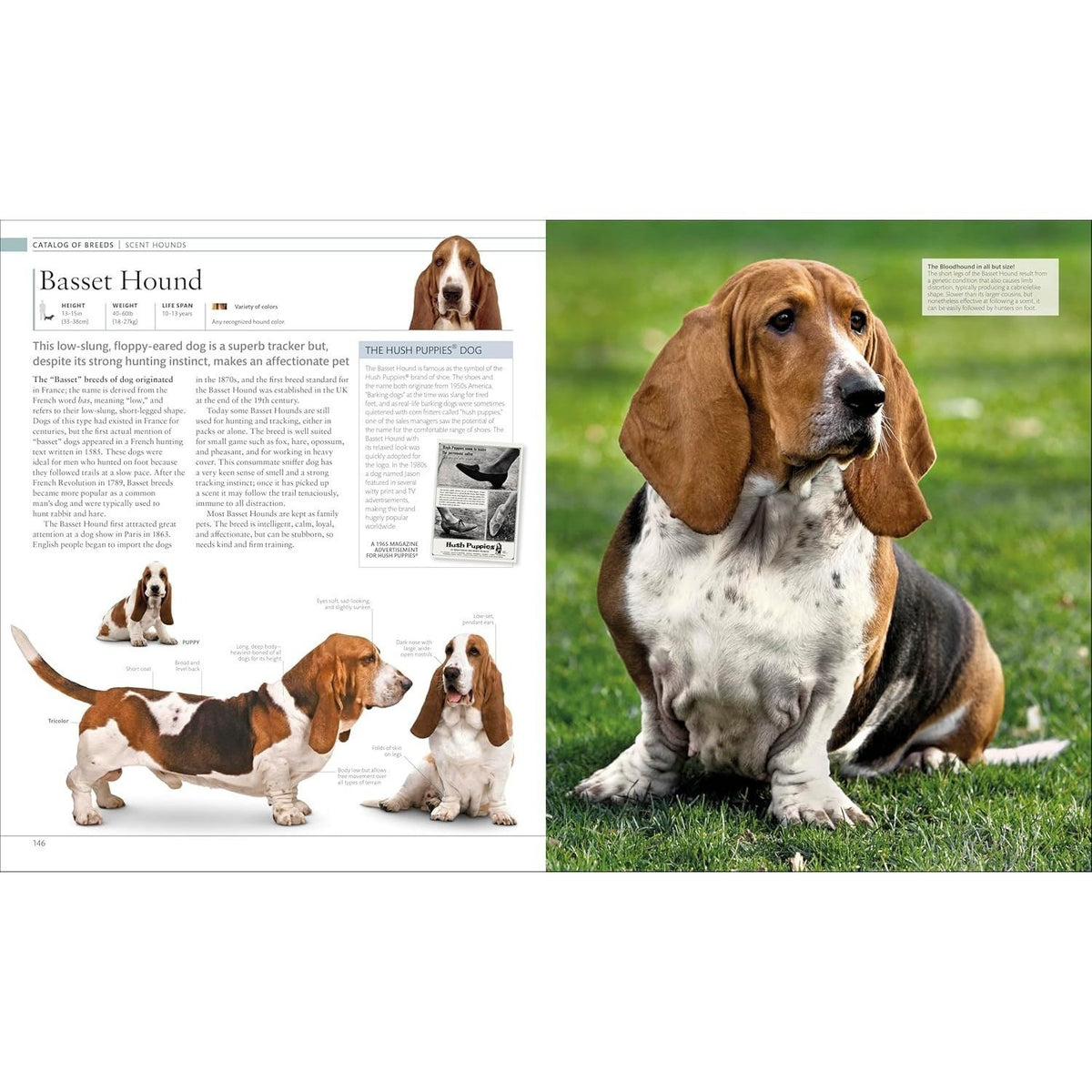 The Dog Encyclopedia: The Definitive Visual Guide (DK Pet Encyclopedias) (2ND ed.) (Spiral Bound)
