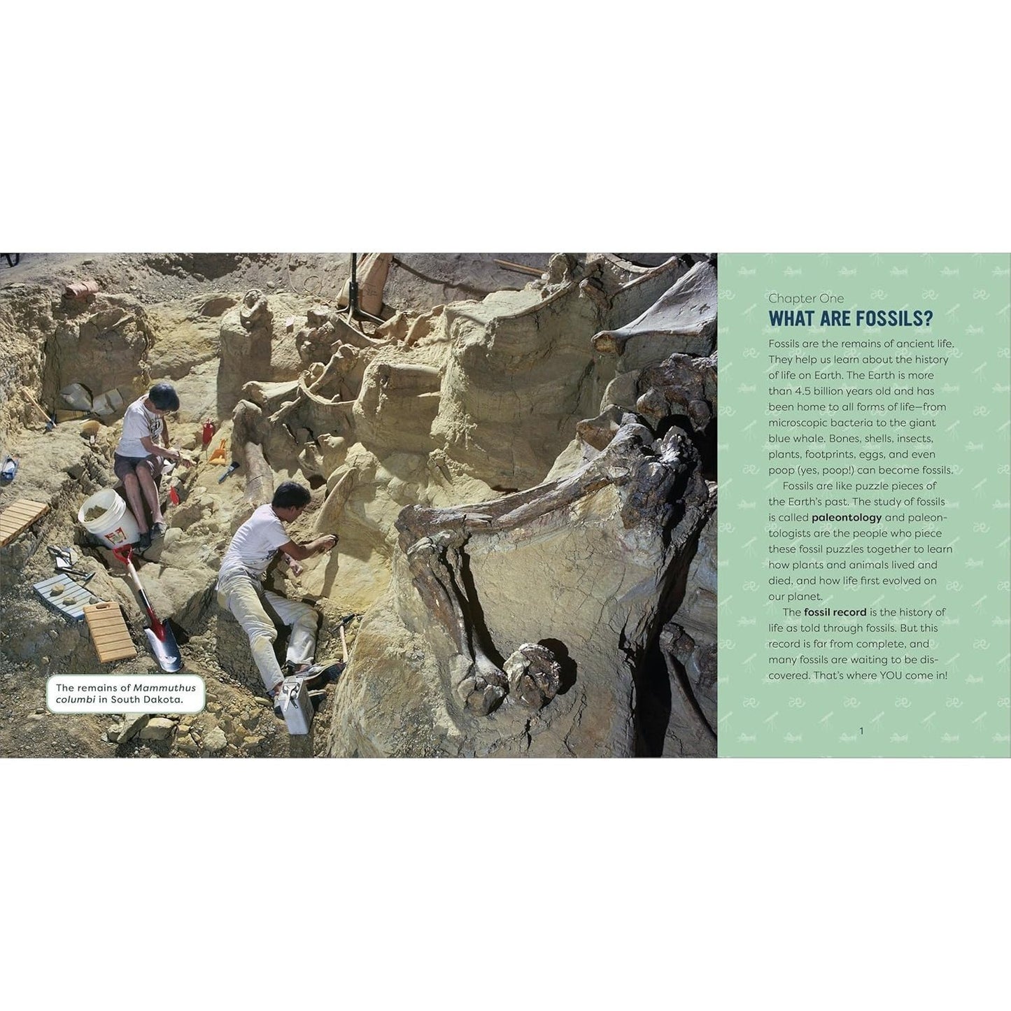 Fossils for Kids: A Junior Scientist's Guide to Dinosaur Bones, Ancient Animals, and Prehistoric Life on Earth