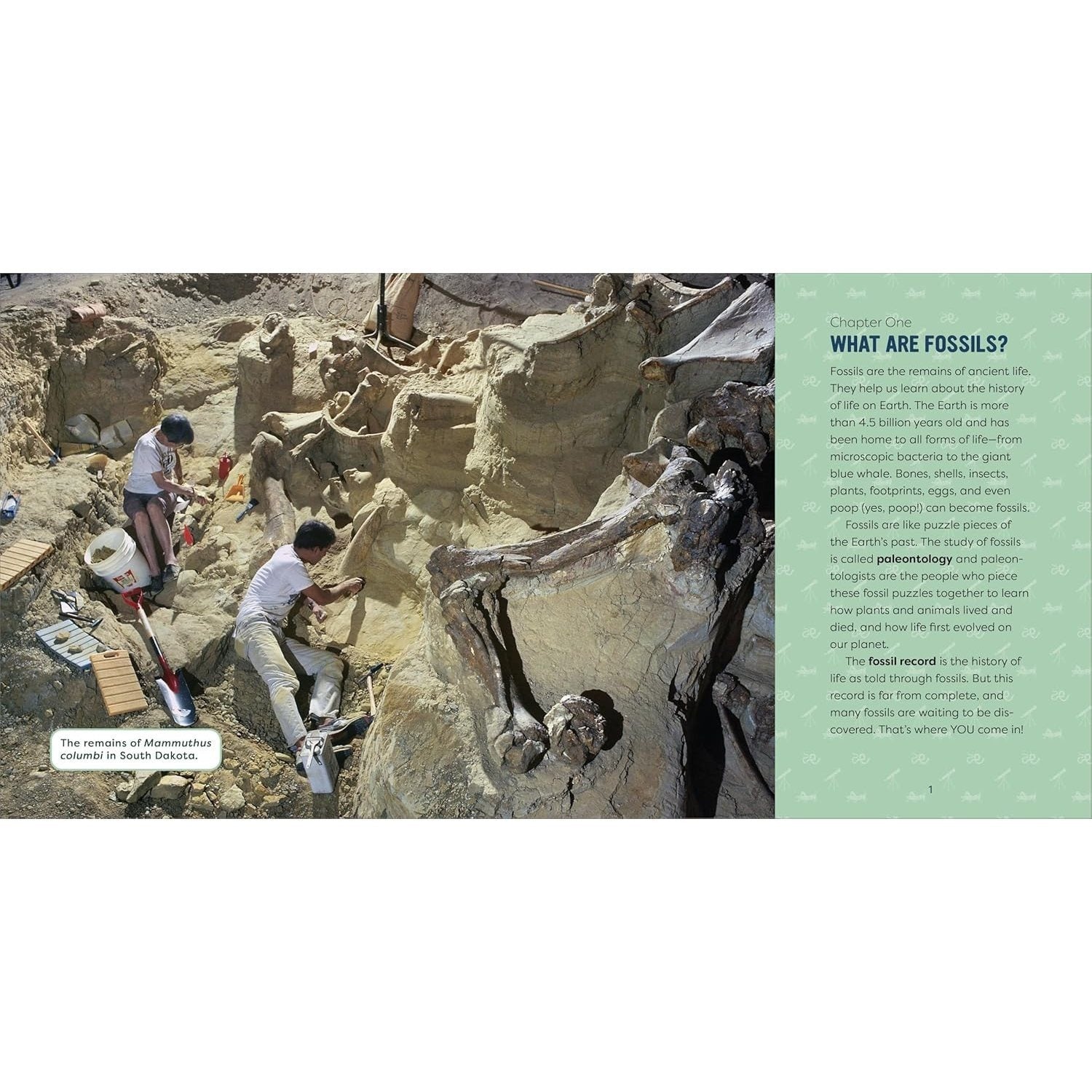 Fossils for Kids: A Junior Scientist's Guide to Dinosaur Bones, Ancient Animals, and Prehistoric Life on Earth
