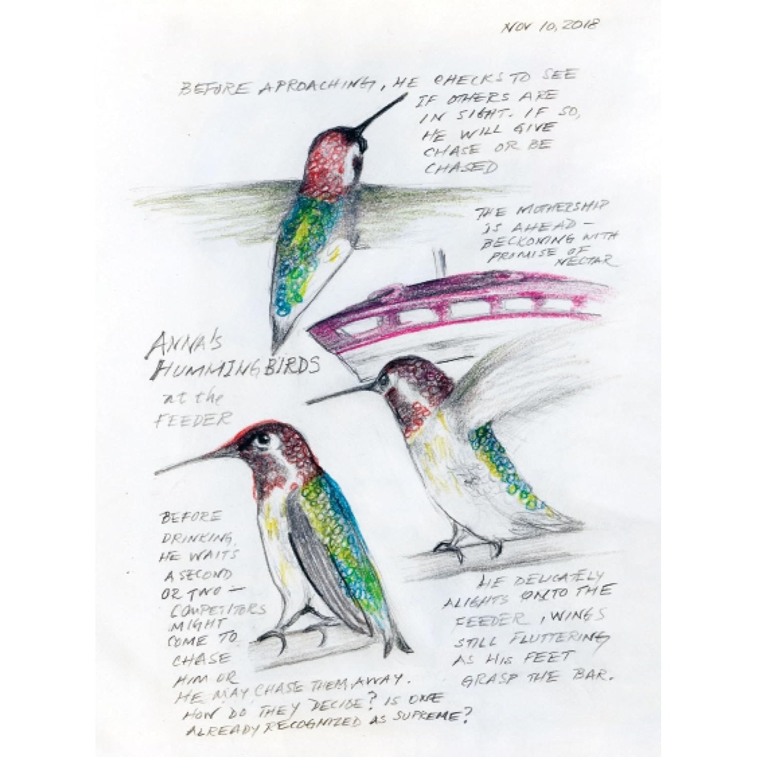 The Backyard Bird Chronicles (Spiral Bound)