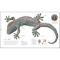 Zoology: Inside the Secret World of Animals (DK Secret World Encyclopedias) (Spiral Bound)