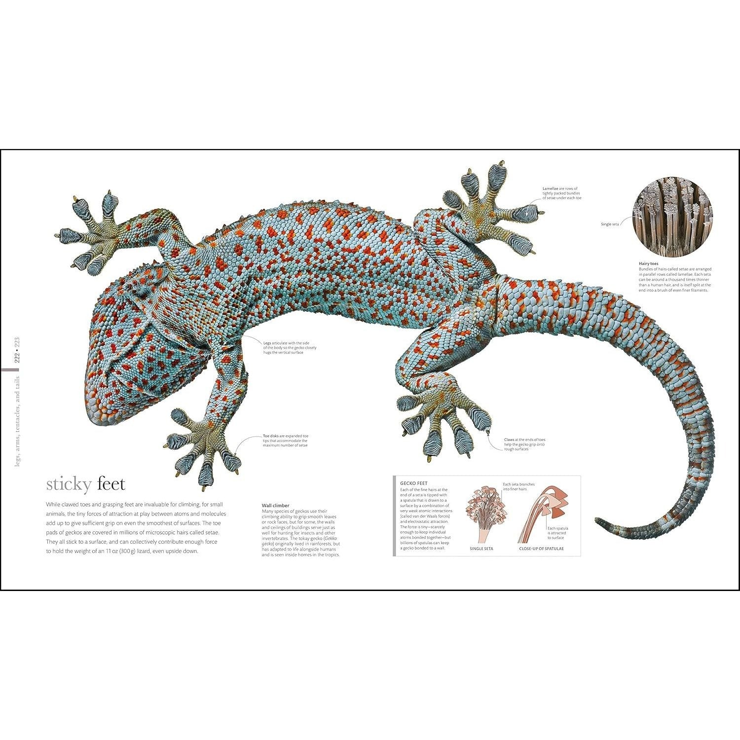 Zoology: Inside the Secret World of Animals (DK Secret World Encyclopedias) (Spiral Bound)