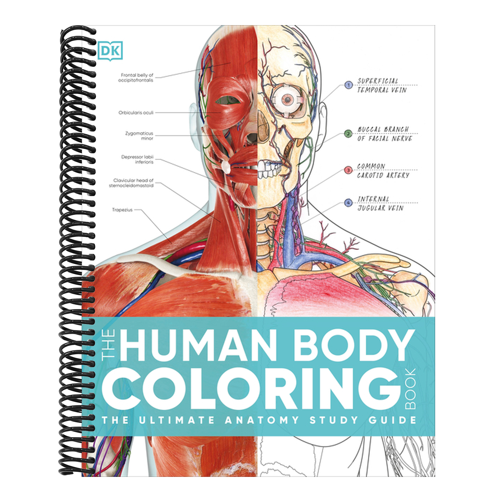 The Human Body Coloring Book: The Ultimate Anatomy Study Guide, Second Edition (DK Human Body Guides)
