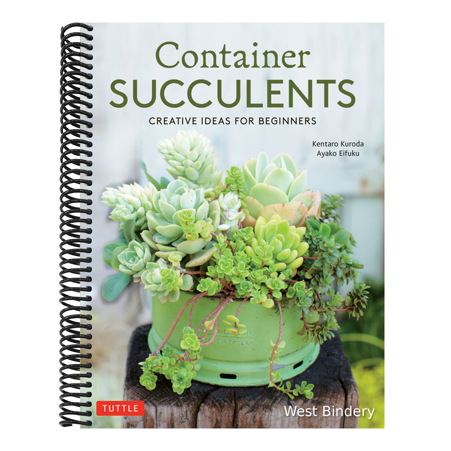 Container Succulents: Creative Ideas for Beginners