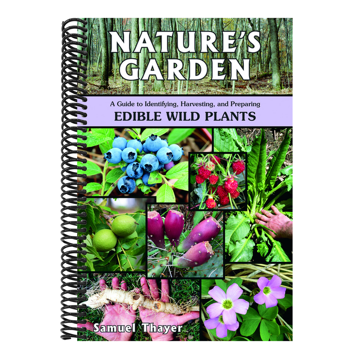 Nature's Garden: A Guide to Identifying, Harvesting, and Preparing Edible Wild Plants (Spiral Bound)