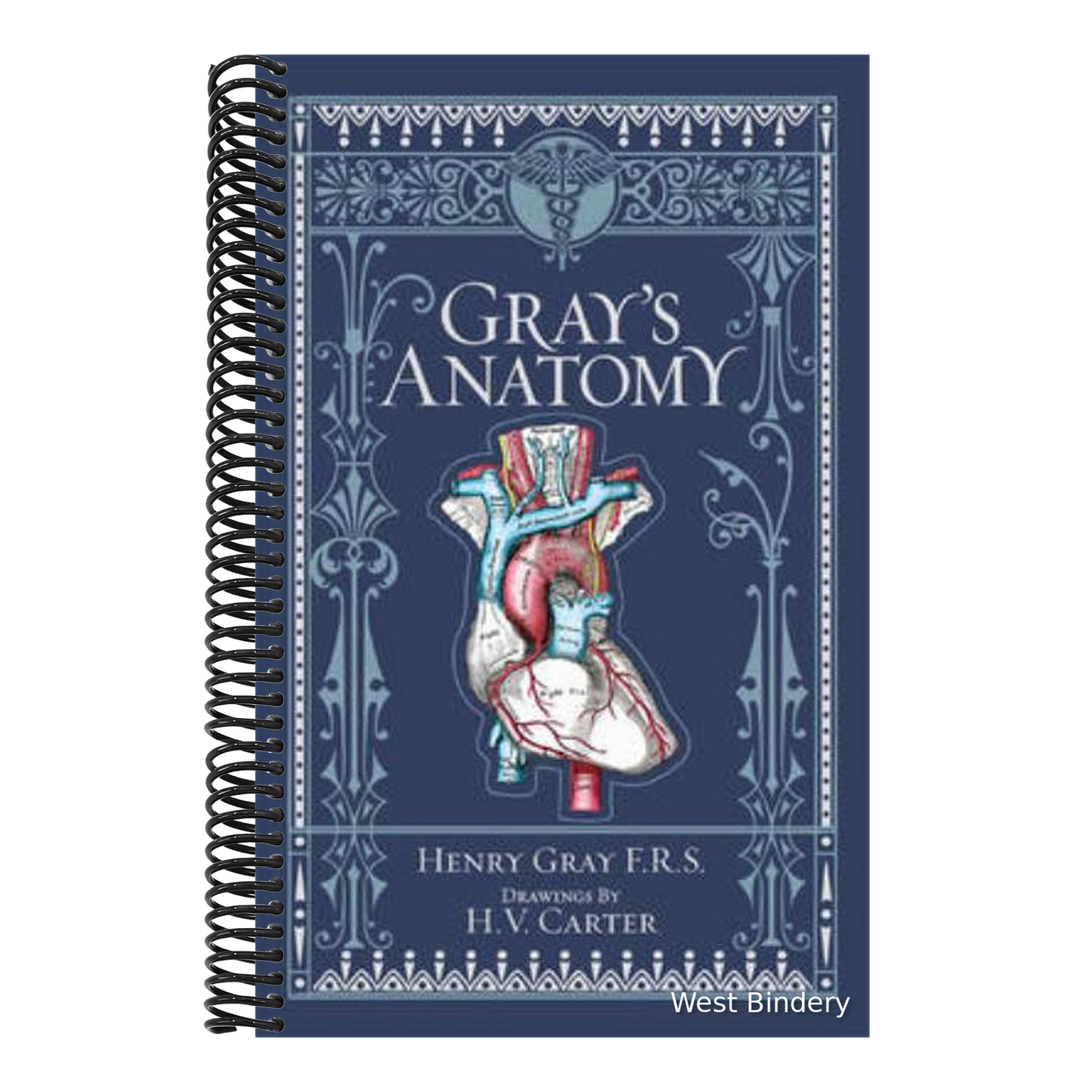 Gray's Anatomy