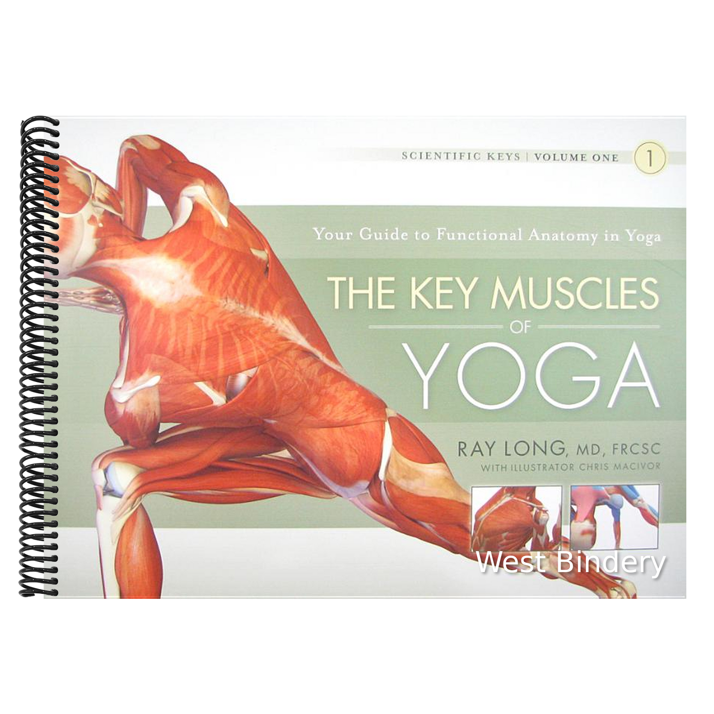 The Key Muscles of Yoga