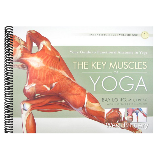 The Key Muscles of Yoga