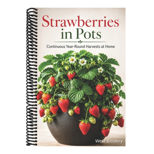 Strawberries in Pots: Continuous Year-Round Harvests at Home
