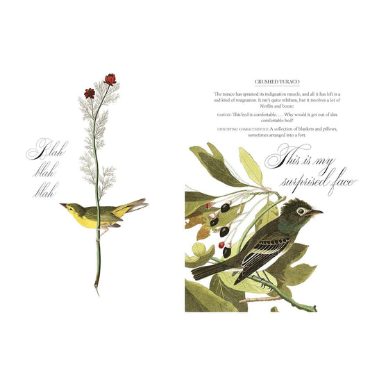 Effin' Birds: A Field Guide to Identification