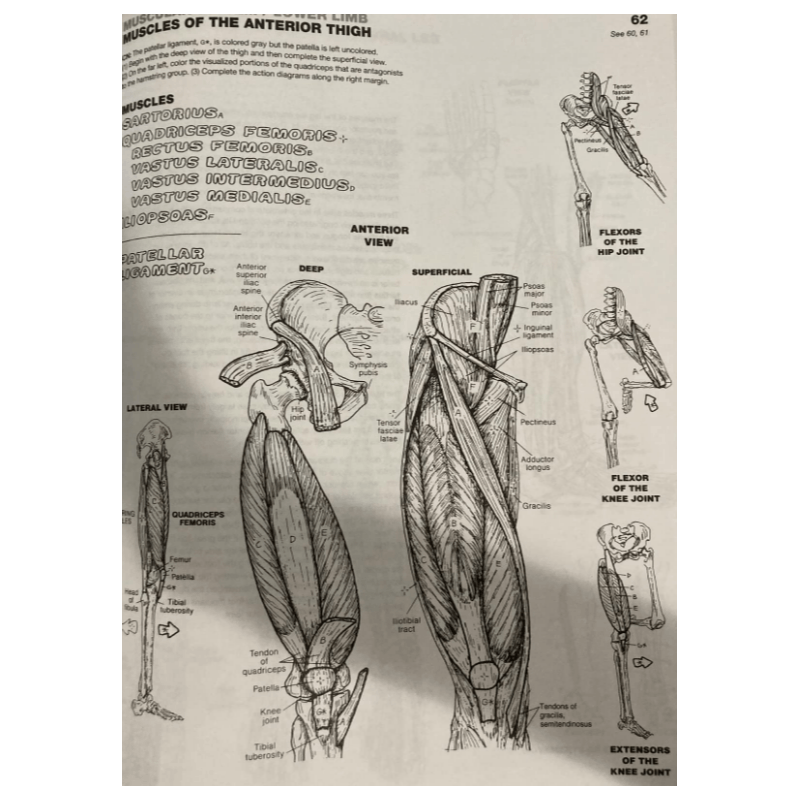 The Anatomy Coloring Book