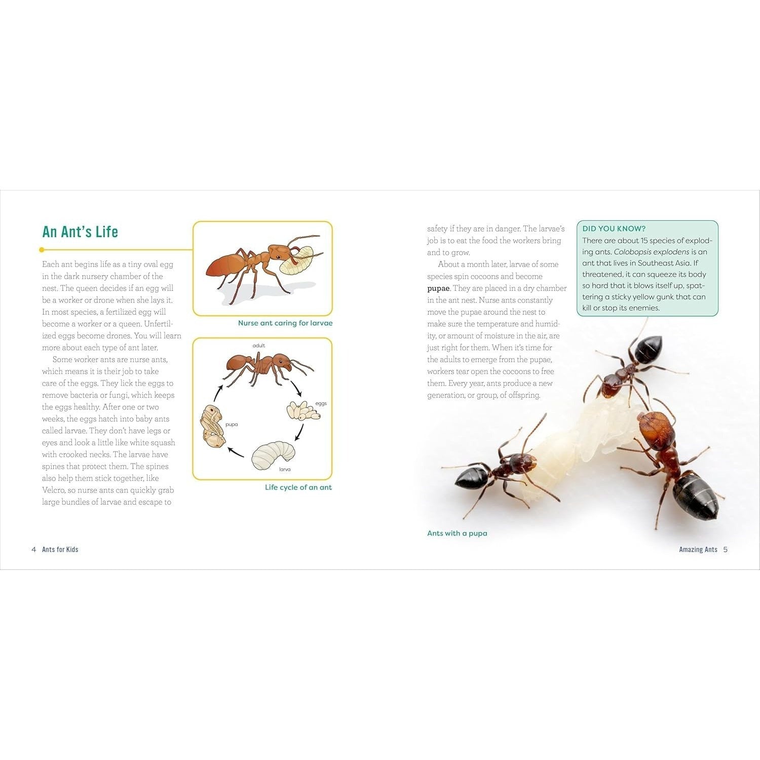 Ants for Kids: A Junior Scientist's Guide to Queens, Drones, and the Hidden World of Ants (Junior Scientists)