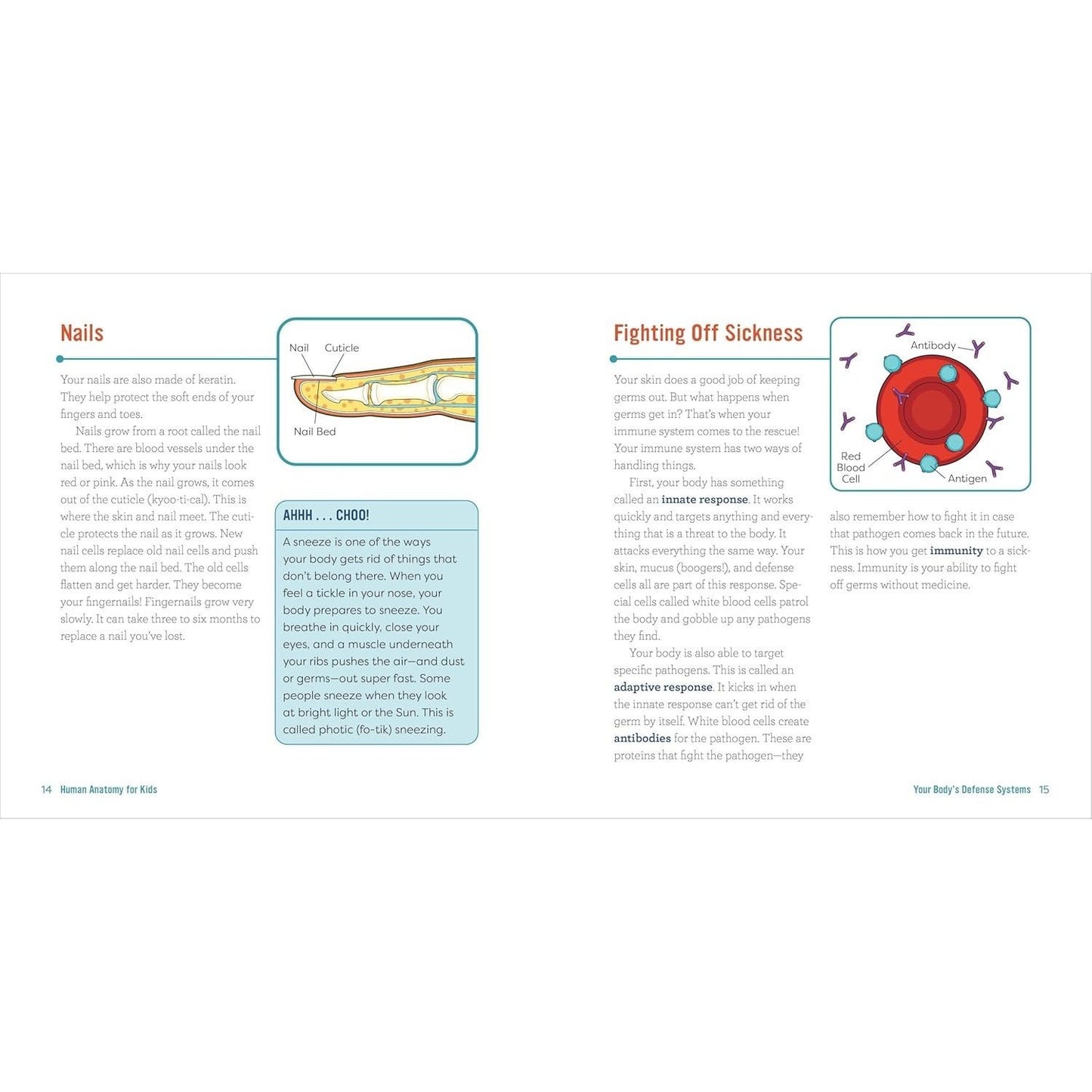 Human Anatomy for Kids: A Junior Scientist's Guide to How We Move, Breathe, and Grow