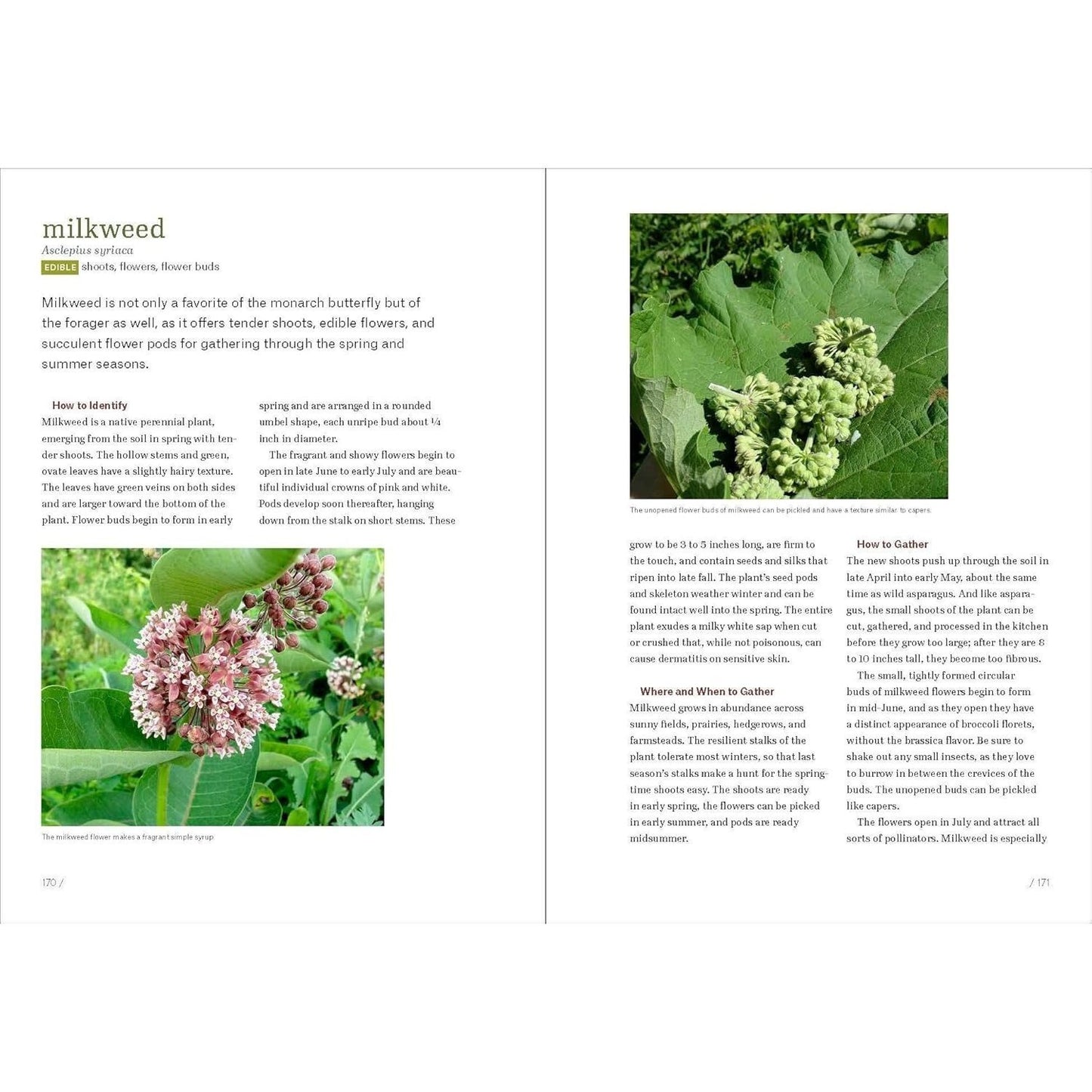 Midwest Foraging: 115 Wild and Flavorful Edibles from Burdock to Wild Peach