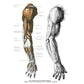 An Atlas of Anatomy for Artists: 189 Plates: Enlarged Revised Edition with 85 New Plates from Leonardo, Rubens, Michelangelo, Muybridge, Vesalius, Et Al.