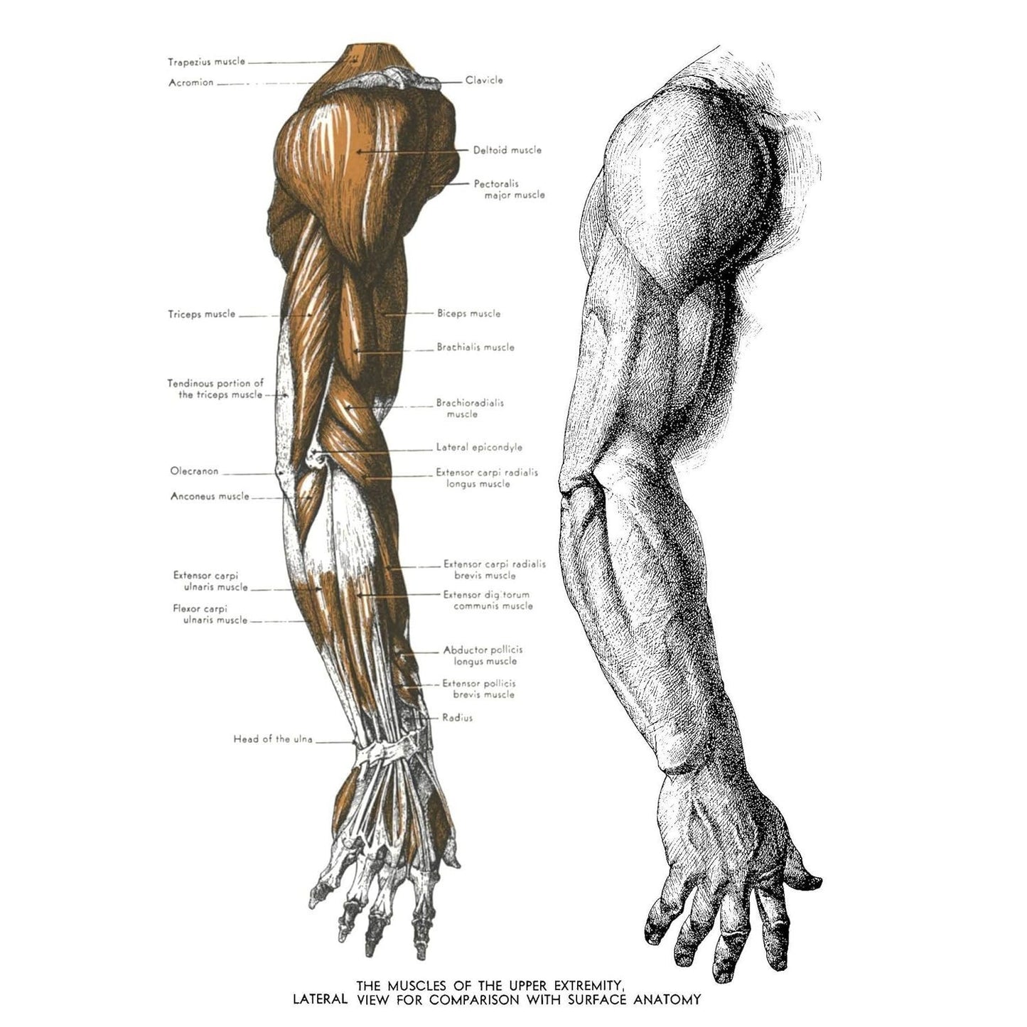 An Atlas of Anatomy for Artists: 189 Plates: Enlarged Revised Edition with 85 New Plates from Leonardo, Rubens, Michelangelo, Muybridge, Vesalius, Et Al.