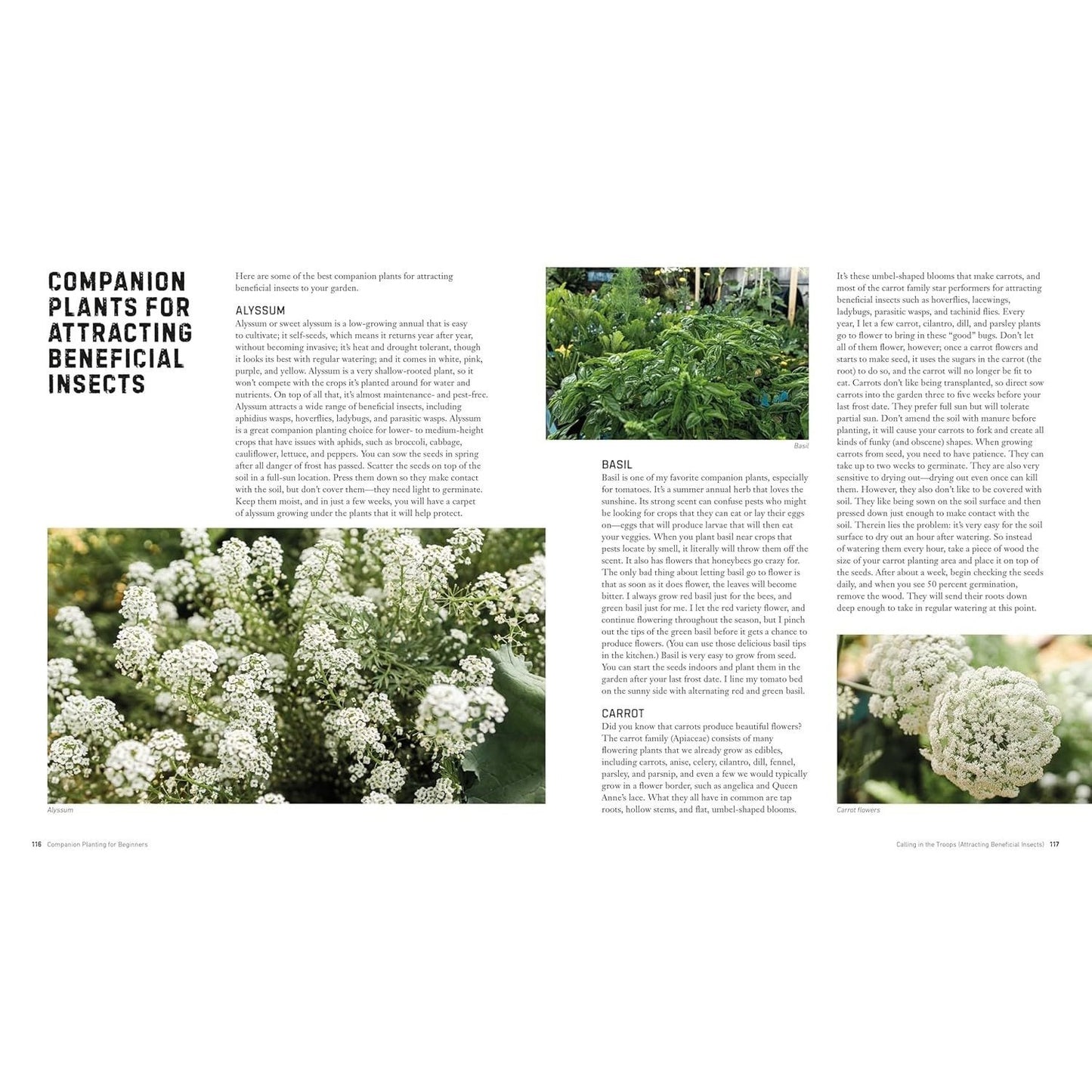 Companion Planting for Beginners: Pair Your Plants for a Bountiful, Chemical-Free Vegetable Garden (Spiral Bound)