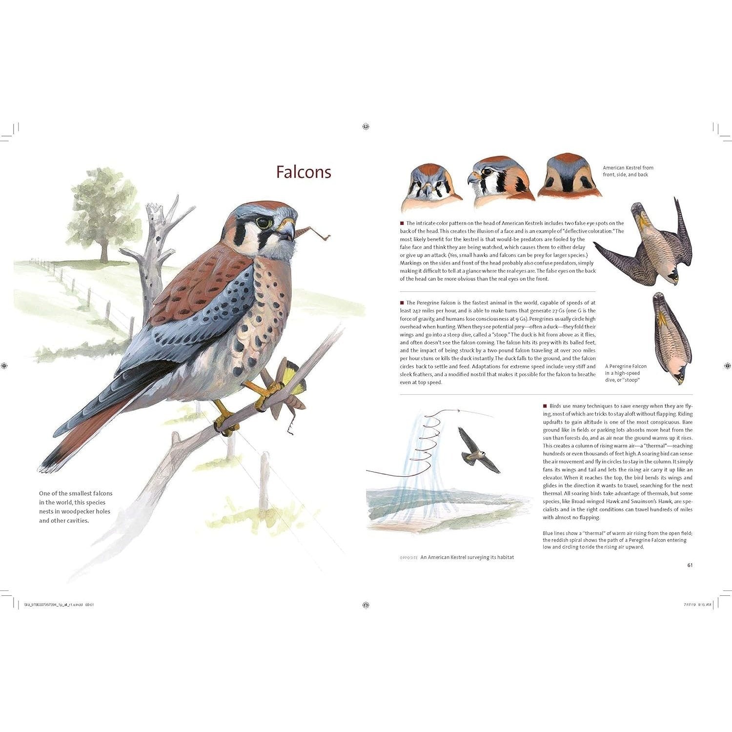 What It's Like to Be a Bird: From Flying to Nesting, Eating to Singing--What Birds Are Doing, and Why (Spiral Bound)