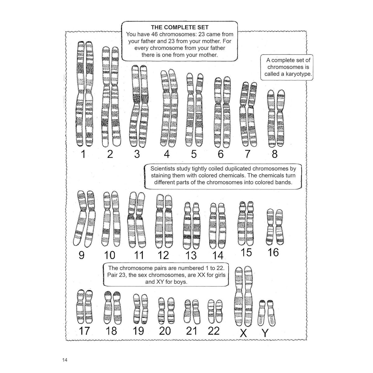 My First Book about Genetics